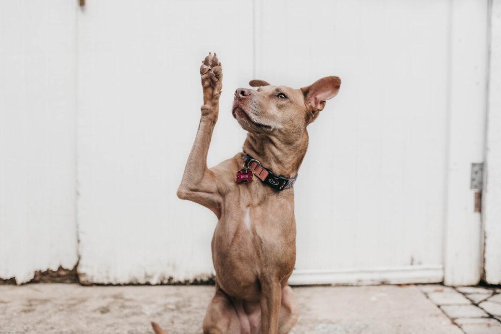 Photo of a dog raising its paw as if wanting to ask a question.